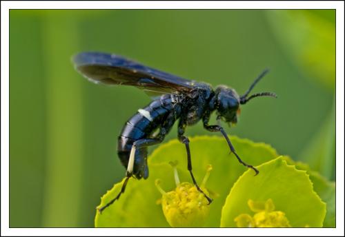 Réf. 68 859 : Cephaledo bifasciata bifasciata