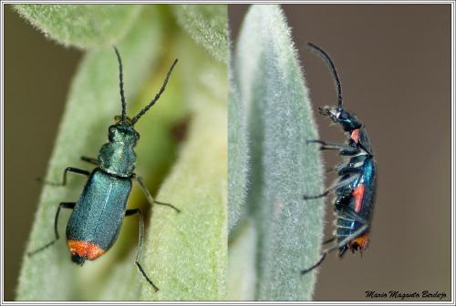 Anthomalachius spinosus