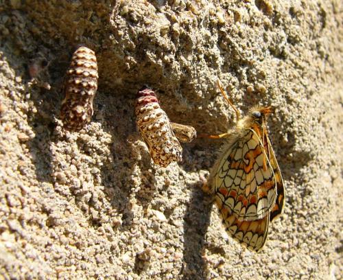 Melitaea deione