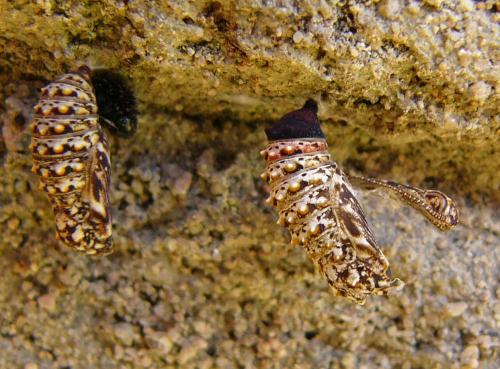 Melitaea deione