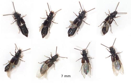 Réf. 68 828 : Coprophilus striatulus