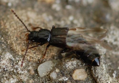 Réf. 68 464 : Coprophilus striatulus