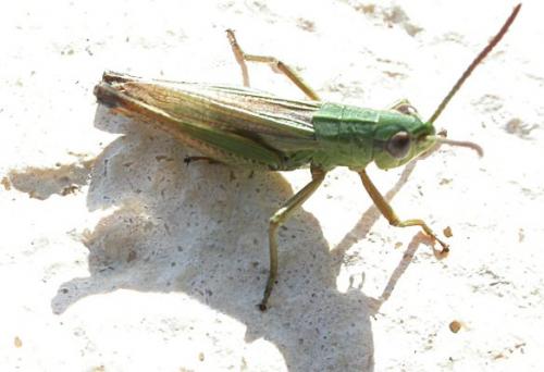 Réf. 68 114 : Pseudochorthippus parallelus