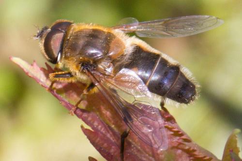 Eristalis pertinax