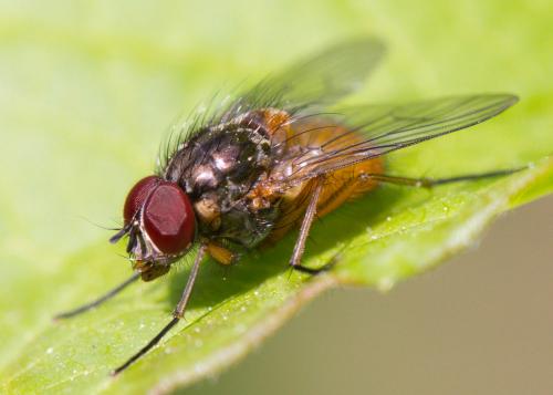 Réf. 68 372 : Phaonia subventa