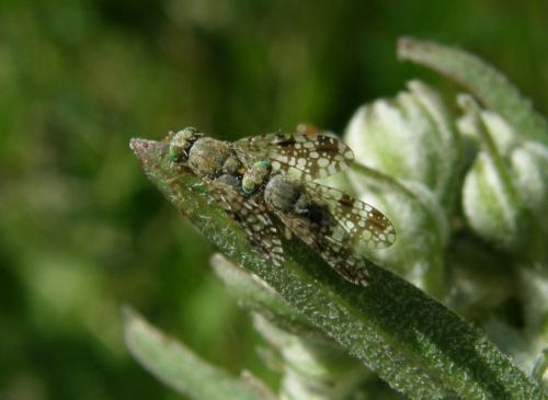 Réf. 68 083 : Tephritis matricariae