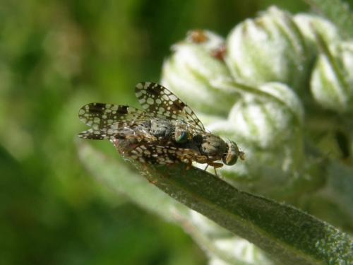 Réf. 68 084 : Tephritis matricariae