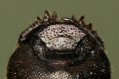 Réf. 68 958 : Onthophagus ovatus