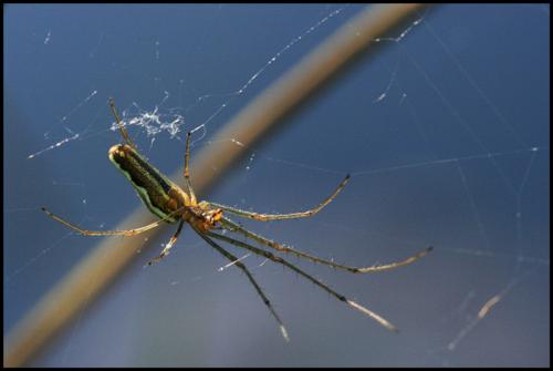 Tetragnatha sp.