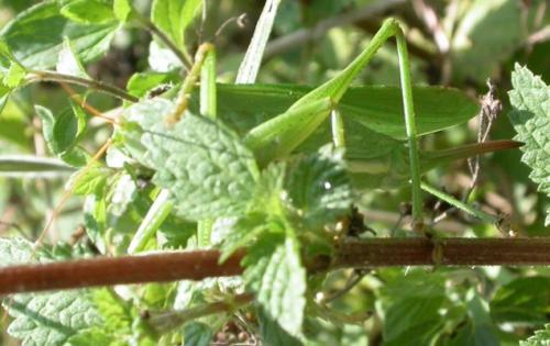 Tettigonia viridissima
