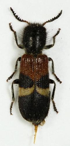 Flabellotilloidea palaestina