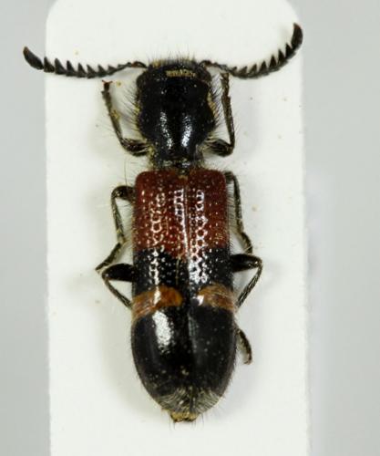 Réf. 68 286 : Tilloidea unifasciata