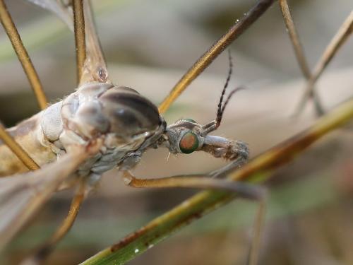 Tipula vernalis