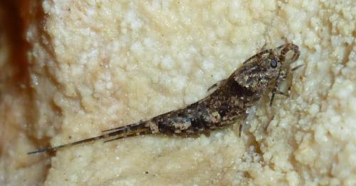 Réf. 68 716 : Trigoniophthalmus alternatus