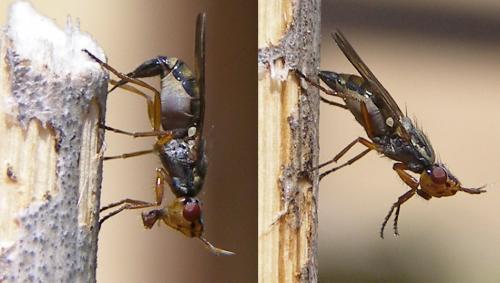 Dorycera graminum