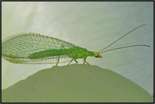 Réf. 68 239 : Chrysoperla sp.
