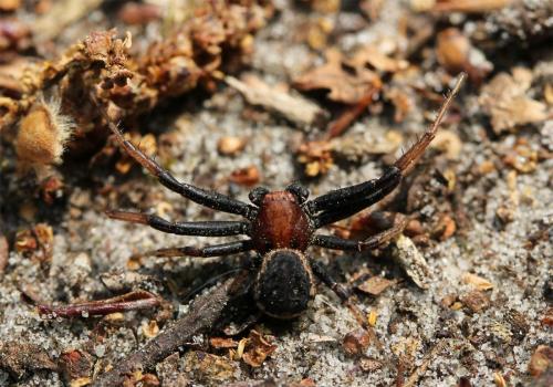 Xysticus luctator