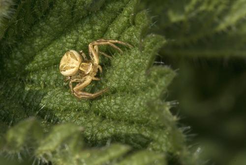 Xysticus sp.