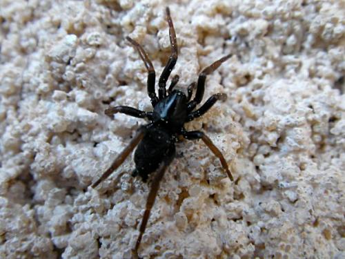 Trachyzelotes pedestris