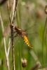 68081 – Photo : Vecho – France (85)