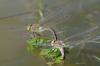 68498 – Photo : Olivier Lacaton – France (40)