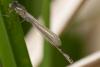 68143 – Photo : Vecho – France (85)