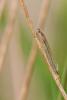 68151 – Photo : Vecho – France (85)