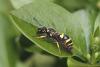Ancistrocerus sp.
