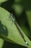 Ischnura elegans