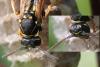 Polistes nimpha
