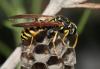 Polistes gallicus