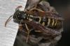 Polistes gallicus