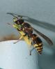 Ancistrocerus sp.