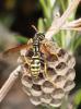 Polistes gallicus