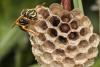 Polistes nimpha