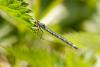 68411 – Photo : Vecho – France (85)