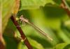 68470 – Photo : Vecho – France (85)