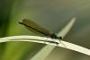 68668 – Photo : Vecho – France (85)