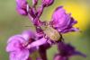 68893 – Photo : LEFEBVRE Jonathan – France (67)