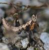68766 – Photo : Arthropa - Benoit Martha – France (07)