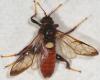 68027 – Photo : Arthropa - Benoit Martha – France (29)