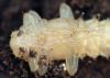 68905 – Photo : Arthropa - Benoit Martha – France (71)
