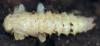 68906 – Photo : Arthropa - Benoit Martha – France (71)
