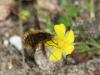 68436 – Photo : Sylvain Houpert – France (77)