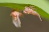 68145 – Photo : Nicolas Helitas – France (55)