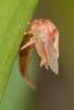 68147 – Photo : Nicolas Helitas – France (55)