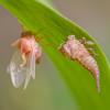 68146 – Photo : Nicolas Helitas – France (55)