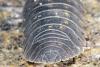 68539 – Photo : P. Baud – France (26)