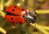 68962 – Photo : Vincent Derreumaux – France (84)