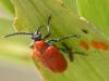 68488 – Photo : Franck Buron – France (49)
